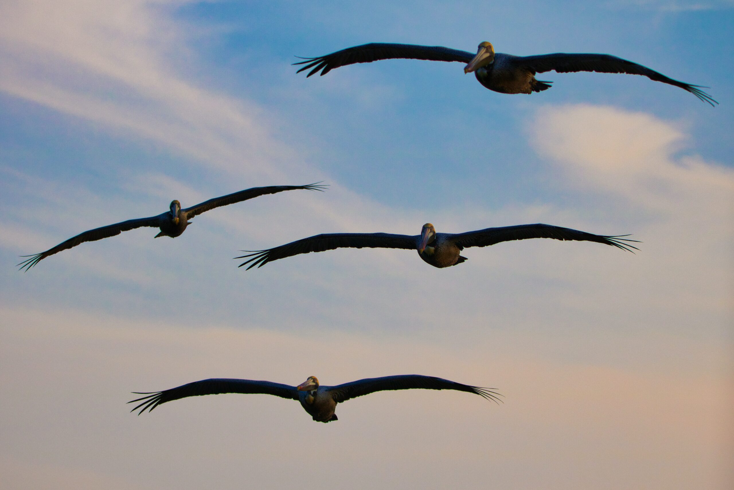 Wing It On flocking to North Carolina