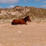 A wild horse on Shackleford